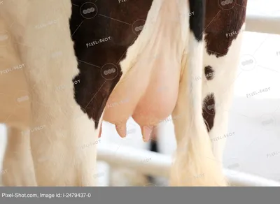Коровье вымя стоковое фото ©aleksask 4210443