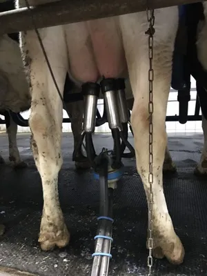 Чистая корова - чистое вымя - чистое молоко