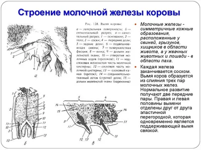 Не теряйте надои: профилактика и лечение отека вымени