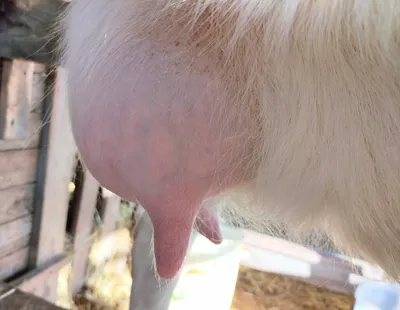 Сумка молока вымени козы стоковое фото. изображение насчитывающей вымя -  40516606