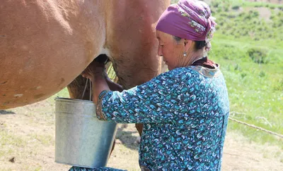 Horses » Роды и новорожденный жеребенок