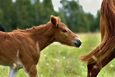 Биомеханика сгибания | Happy Horse Training