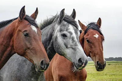 Как правильно мыть лошадь и какие средства использовать - HorseUA