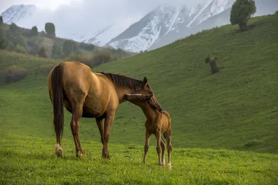 Токсиканты как причина абортов и мертворождений у лошадей