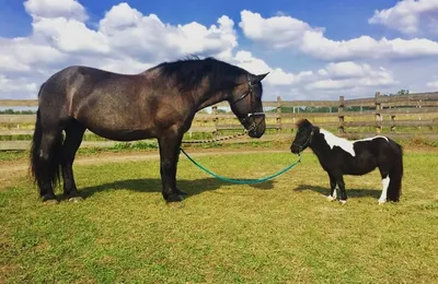 Почему кобылы отвергают жеребят? | Psyhorse | Дзен