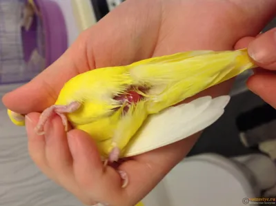 выпадение прямой кишки у самки попугая - Форумы о попугаях