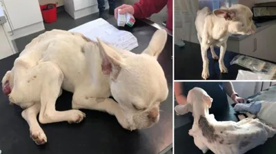 Операция спасла щенка от усыпления