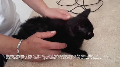 Выпадение прямой кишки у котенка help animal shelter - YouTube