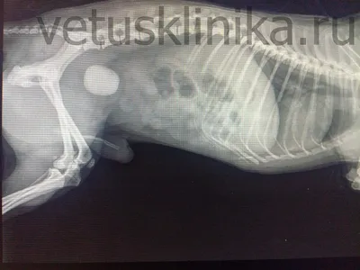 Выпадение прямой кишки у собаки - клинический случай ветцентра Ветус