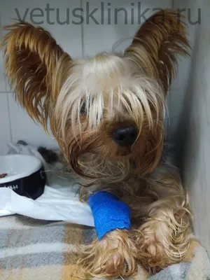 Выпадение прямой кишки у собаки - клинический случай ветцентра Ветус