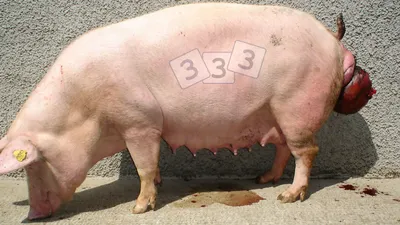 Выпадение матки - Атлас патологий свиней - pig333.ru, от фермы к рынку