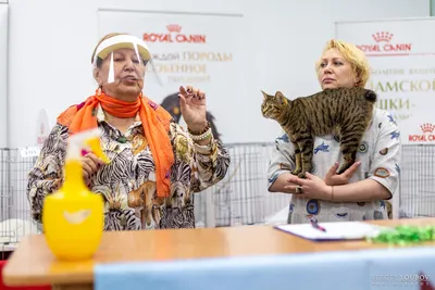 Выставка кошек в москве фотографии