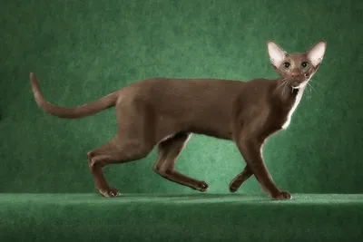 Ориентальная кошка: О породе - Породы кошек - CATS-портал