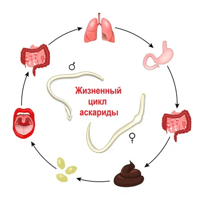 Высыпания на коже при паразитах фотографии