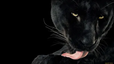ЗооДом - А знаете ли вы: черная пантера это леопард или ягуар? Черная  пантера - нам кажется, мы знаем, что это за вид. Это большая грациозная  черная кошка, все помнят Багиру из