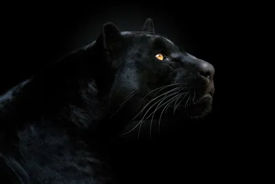 вид спереди черной пантеры большая кошка на черном фоне вид спереди черной  пантеры Фото И картинка для бесплатной загрузки - Pngtree