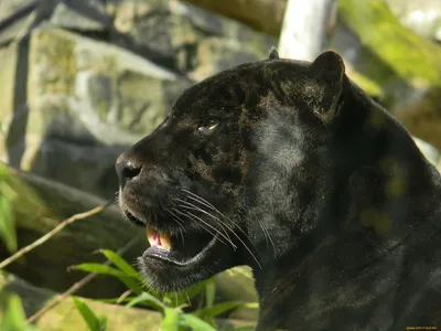 Черная пантера дает опасный взгляд камере Стоковое Изображение -  изображение насчитывающей пуща, доминантно: 150506355