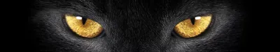 Холодные глаза прирожденного убийцы\": фотограф месяц провел в джунглях,  чтобы заснять самую застенчивую пантеру в мире - KP.RU