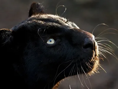 Чёрная пантера | Пикабу