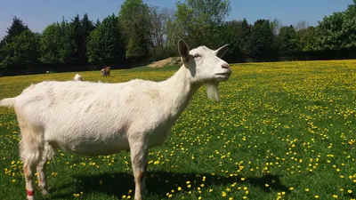 Зааненская коза фото