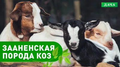 Срочно продается Заненская коза 4 зуба: 26000 KGS ᐈ Козы, козлы | Бишкек |  52482614 ➤ lalafo.kg