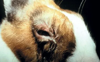 Офтальмологические заболевания мелких домашних животных. Кролики. Часть I