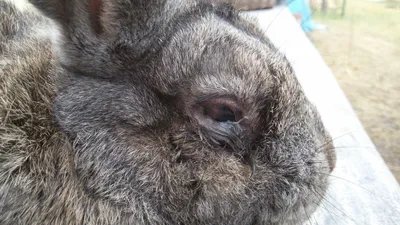 Помогите определить болезнь глаз у кроля. +фото | Здоровье кроликов форум  на Fermer.ru / Стр. 2 из 3