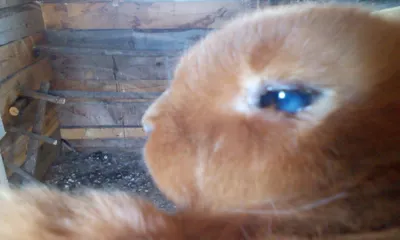 Помогите определить болезнь глаз у кроля. +фото | Здоровье кроликов форум  на Fermer.ru / Стр. 2 из 3