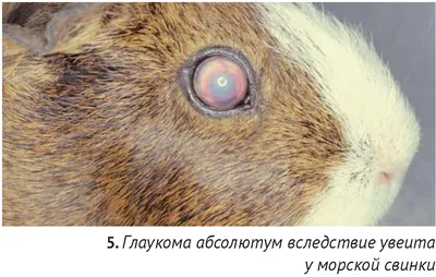 Офтальмологические заболевания мелких домашних животных. Морские свинки.  Мыши. Крысы
