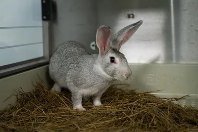 Минсельхоз разработал новые ветправила для кролиководов | Ветеринария и  жизнь