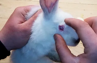 Болезни глаз у кроликов: фото, чем лечить