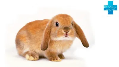 Чем могут болеть декоративные кролики - Грызуны обзор на Gomeovet