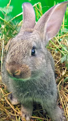 Почему у кроликов красные глаза?