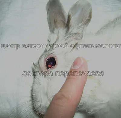 Дезинфекция клеток кроликов: чем и как проводить