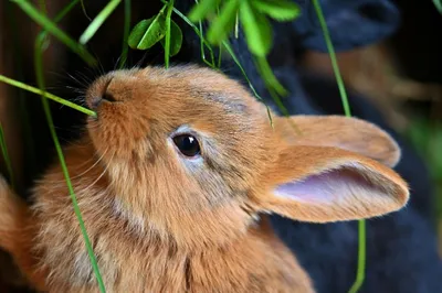 Прививки кроликам - Ветеринар Карлсруэ - Центр мелких животных Арндт