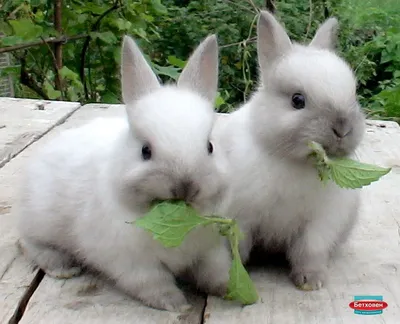 Что такое миксоматоз у кроликов и как распознать болезнь? | Ферма.expert 🌿  | Дзен