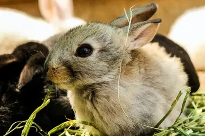 Миксоматоз кроликов | AnimalPaw.ru