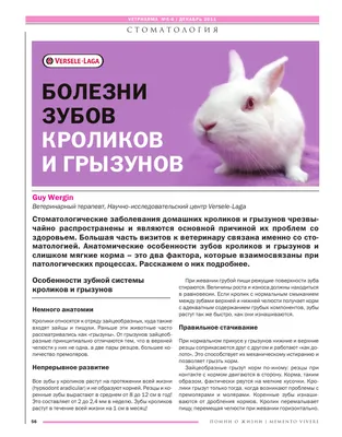 Кролики: так ли безобиден насморк? - Журнал Хозяин