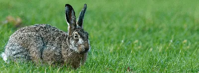 Болезни зубов кроликов и грызунов – тема научной статьи по ветеринарным  наукам читайте бесплатно текст научно-исследовательской работы в  электронной библиотеке КиберЛенинка