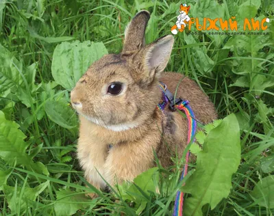 Часто встречающиеся болезни у кроликов: симптомы, лечение, профилактика —  VipKrol _ на vc.ru