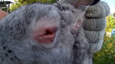 Лечение кроликов от Миксоматоза (закисшие глаза, шишки на ушах). - YouTube