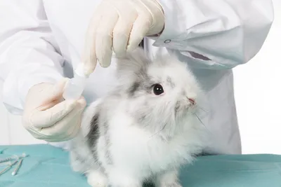 Аспергиллез кроликов - Новости Ветеринарии - cправочник лекарственных  препаратов