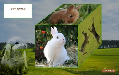 Разведение кроликов в домашних условиях - Публикации Экохимтех