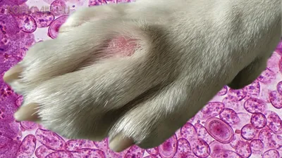 Грибок у собак: виды, симптомы и лечение | PetGuru