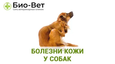 Кожные заболевания у собак: виды с фото, симптомы, лечение