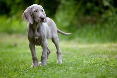 Грибок у собак - виды грибковых заболеваний у собак | Royal Canin