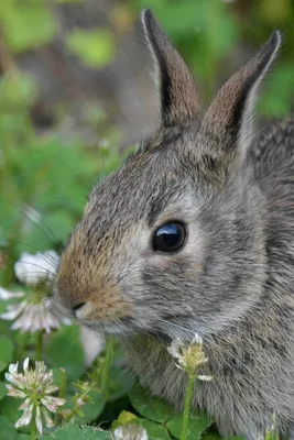 Корма и кормление кроликов | Rabbit breeding business