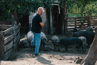 Свинокомплекс в Челябинской области | РИА Новости Медиабанк