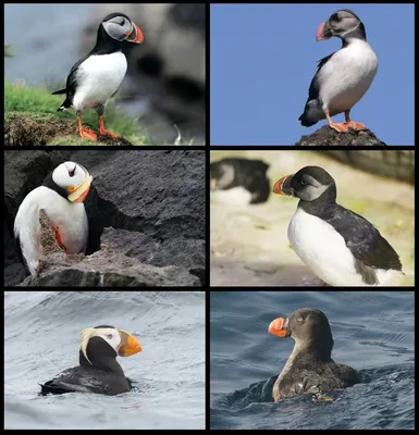 Изображения птиц в WebP формате для быстрой загрузки | Тупик Фото №18532  скачать