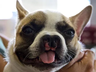 Почему возникает заячья губа у собак: фото